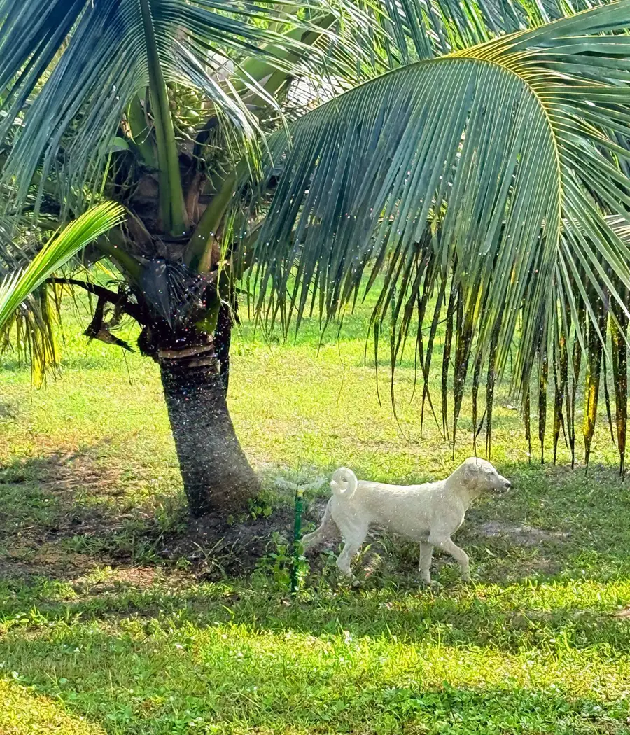 One of the resident dogs under a coconut palm