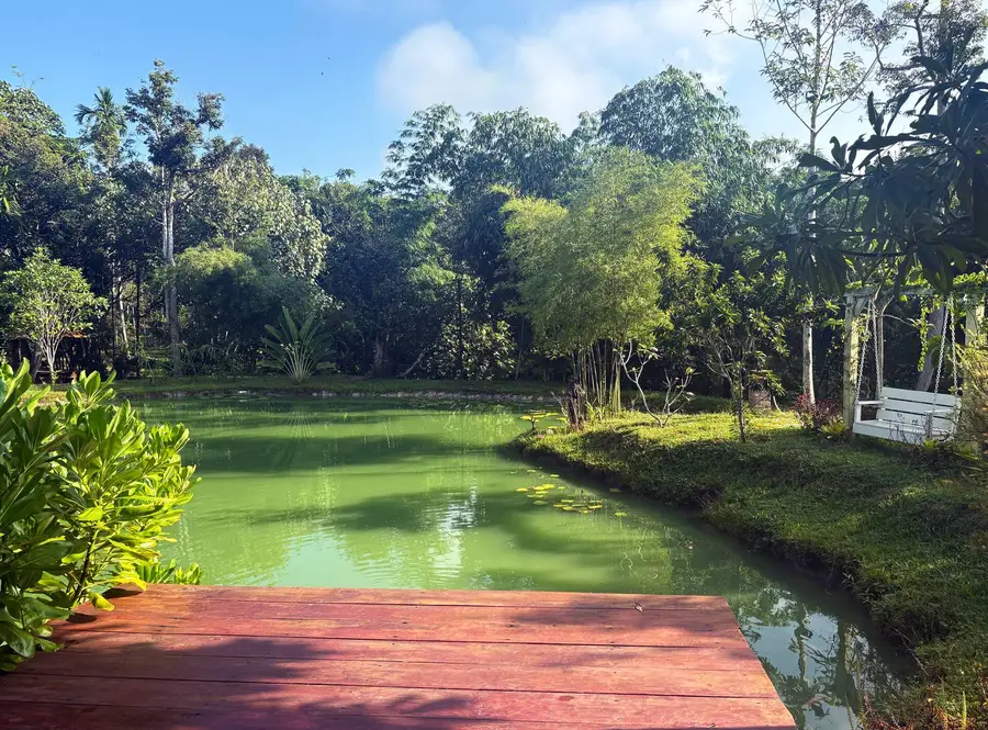 Wooden deck on the green lake