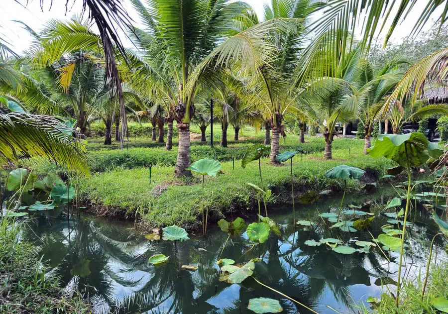 Lotus pond framed by coconut palms